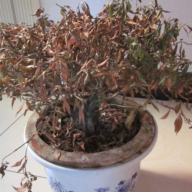 家里有这5种物品一定要尽早处理掉！k8凯发网站俗话说：“财不入脏屋”(图4)